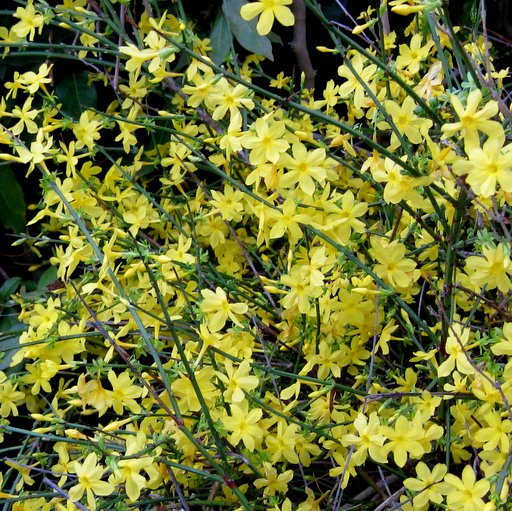 Jasminum nudiflorum - Click Image to Close